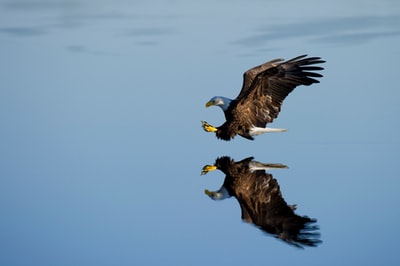 水面上的美洲秃鹰